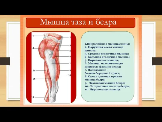 1.Широчайшая мышца спины; 2. Наружная косая мышца живота; 3. Средняя ягодичная мышца;