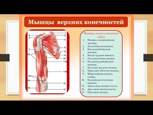 Мышцы верхних конечностей Мышцы плеча и плечевого пояса Мышца, поднимающая лопатку; Дельтовидная