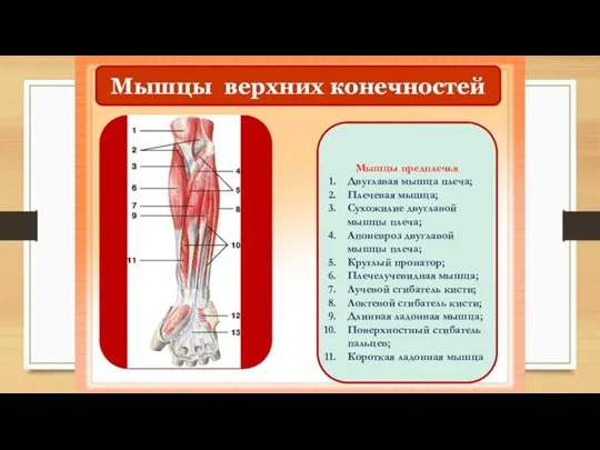 Мышцы верхних конечностей Мышцы предплечья Двуглавая мышца плеча; Плечевая мышца; Сухожилие двуглавой