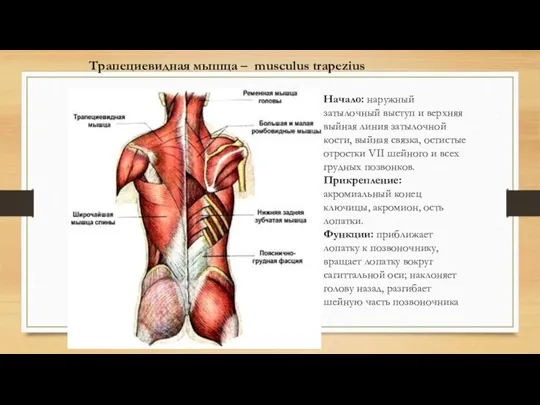 Трапециевидная мышца – musculus trapezius Начало: наружный затылочный выступ и верхняя выйная