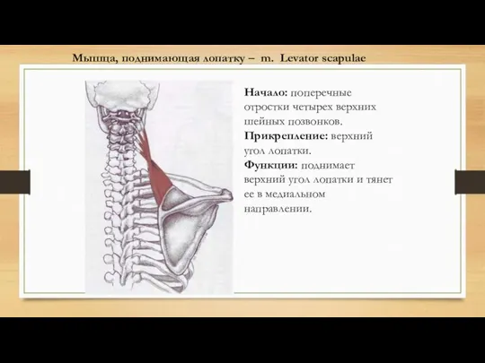 Мышца, поднимающая лопатку – m. Levator scapulae Начало: поперечные отростки четырех верхних