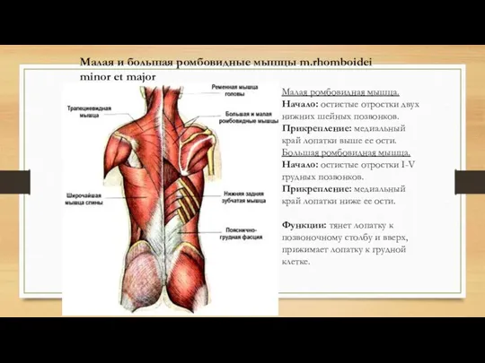Малая и большая ромбовидные мышцы m.rhomboidei minor et major Малая ромбовидная мышца.