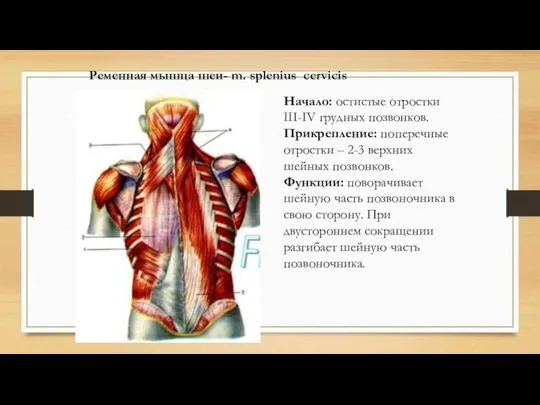 Ременная мышца шеи- m. splenius cervicis Начало: остистые отростки III-IV грудных позвонков.