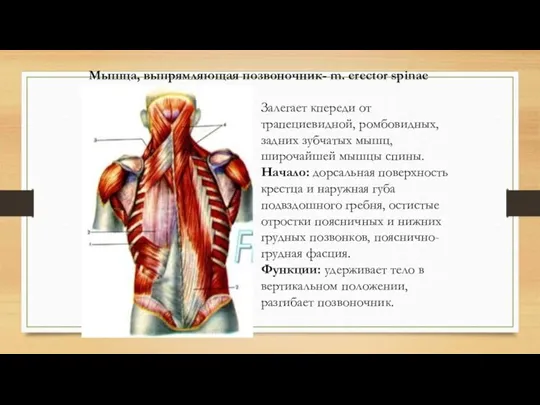 Мышца, выпрямляющая позвоночник- m. erector spinae Залегает кпереди от трапециевидной, ромбовидных, задних