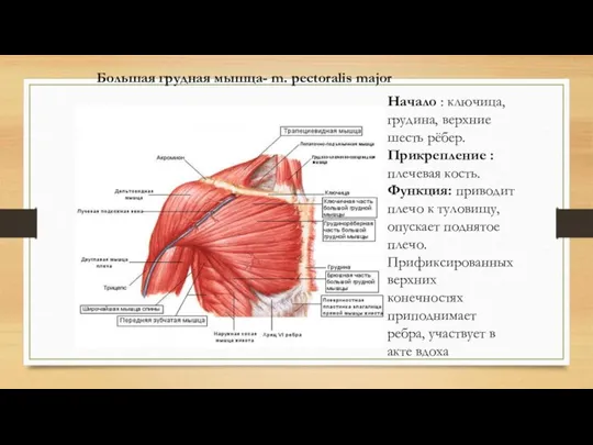 Большая грудная мышца- m. pectoralis major Начало : ключица, грудина, верхние шесть