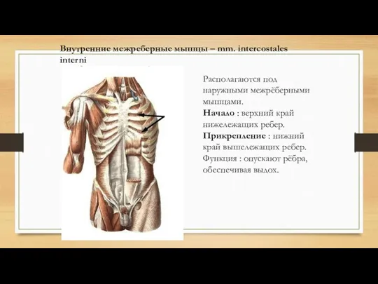 Внутренние межреберные мышцы – mm. intercostales interni Располагаются под наружными межрёберными мышцами.