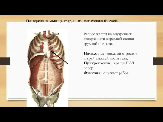 Поперечная мышца груди – m. transversus thoracis Располагается на внутренней поверхности передней