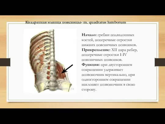 Квадратная мышца поясницы- m. quadratus lumborum Начало: гребни подвздошных костей, поперечные отростки