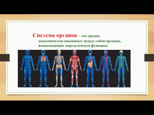 Система органов – это группа анатомически связанных между собой органов, выполняющих определенную функцию.