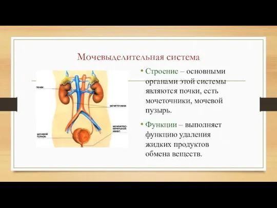 Мочевыделительная система Строение – основными органами этой системы являются почки, есть мочеточники,