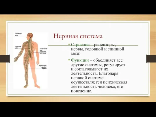 Нервная система Строение – рецепторы, нервы, головной и спинной мозг. Функции –