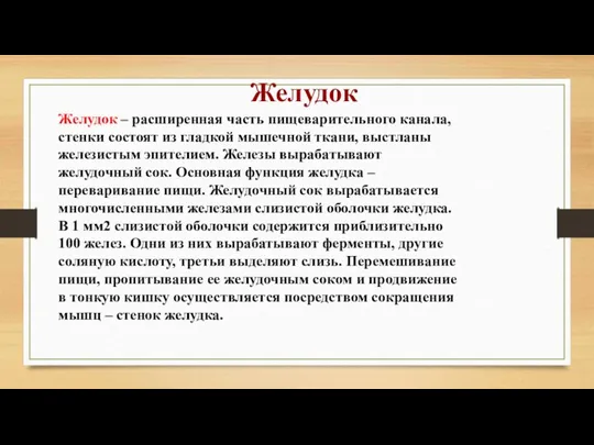 Желудок – расширенная часть пищеварительного канала, стенки состоят из гладкой мышечной ткани,