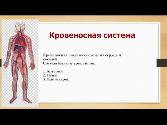 Кровеносная система Кровеносная система состоит из сердца и сосудов. Сосуды бывают трех