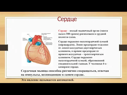 Сердце – полый мышечный орган (масса около 300 грамм) расположен в грудной