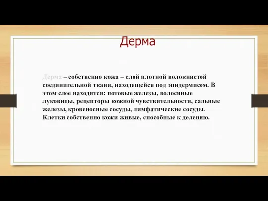 Дерма – собственно кожа – слой плотной волокнистой соединительной ткани, находящейся под