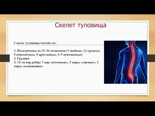 Скелет туловища Скелет туловища состоит из: 1. Позвоночник из 33–34 позвонков (7