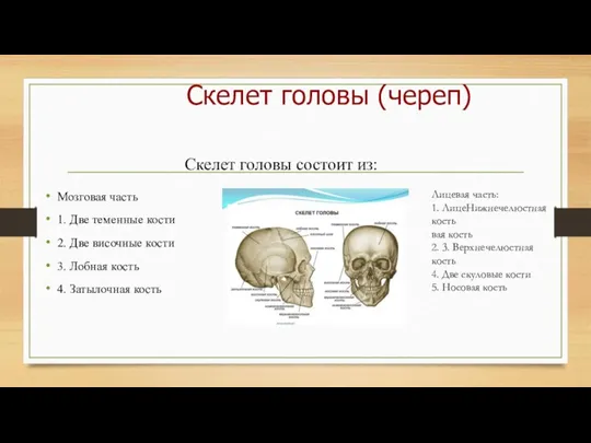 Мозговая часть 1. Две теменные кости 2. Две височные кости 3. Лобная