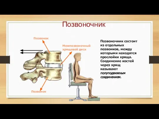 Позвоночник состоит из отдельных позвонков, между которыми находятся прослойки хряща. Соединение костей