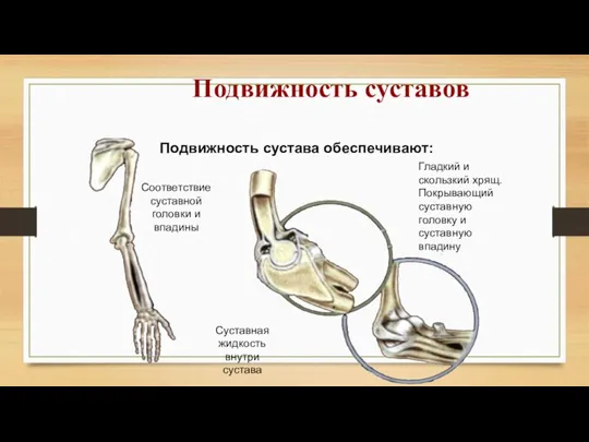 Подвижность сустава обеспечивают: Соответствие суставной головки и впадины Суставная жидкость внутри сустава