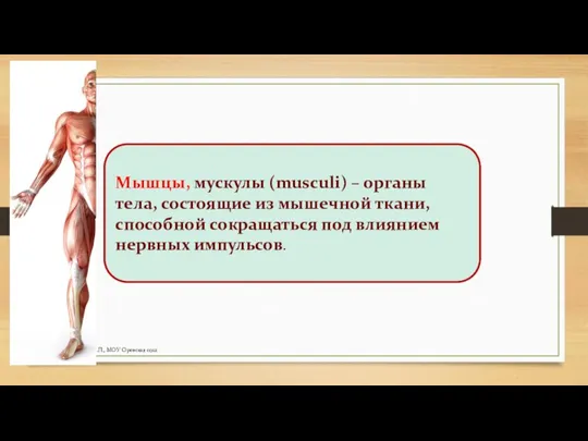 Мышцы, мускулы (musculi) – органы тела, состоящие из мышечной ткани, способной сокращаться