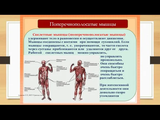 Скелетные мышцы (поперечнополосатые мышцы) удерживают тело в равновесии и осуществляют движения. Мышцы