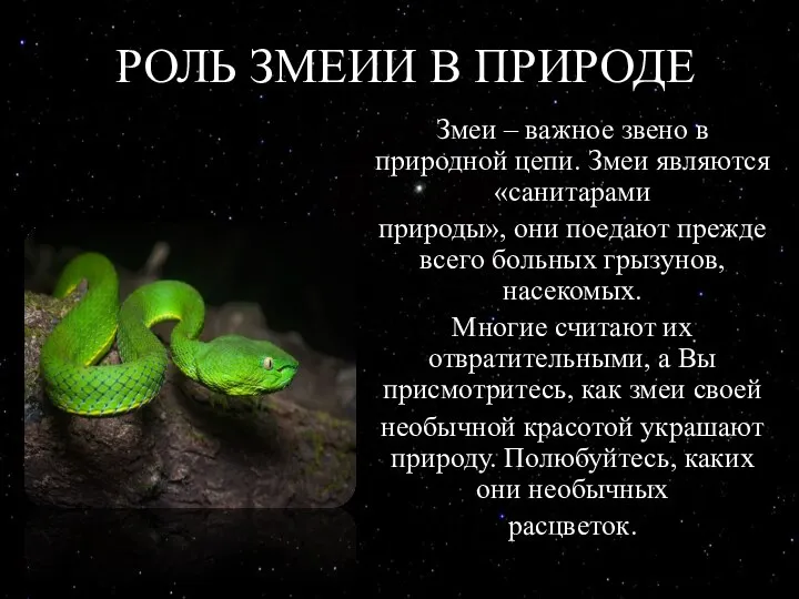 РОЛЬ ЗМЕИИ В ПРИРОДЕ Змеи – важное звено в природной цепи. Змеи