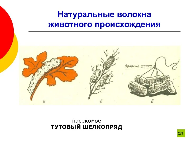 Натуральные волокна животного происхождения насекомое ТУТОВЫЙ ШЕЛКОПРЯД сл