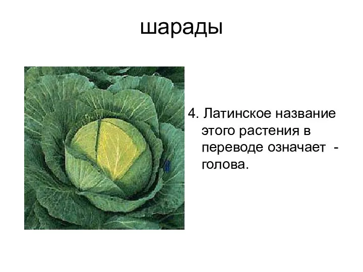 шарады 4. Латинское название этого растения в переводе означает - голова.