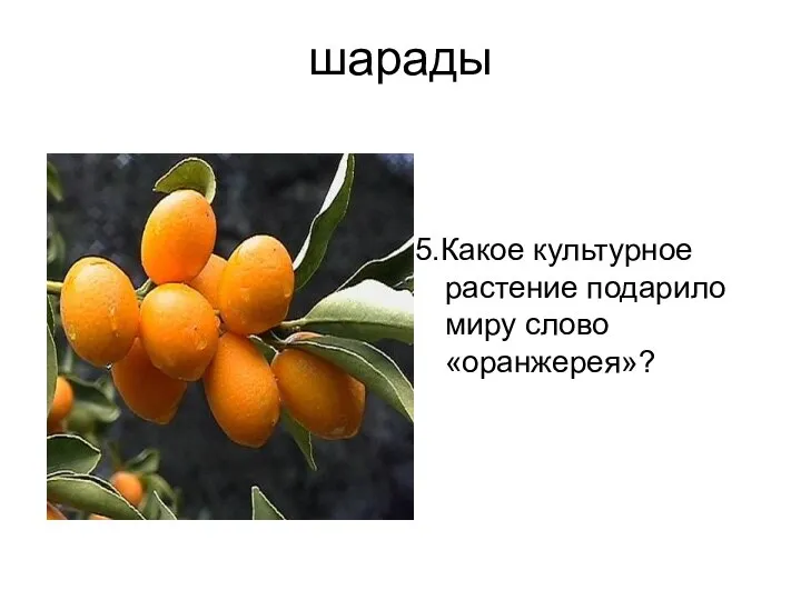 шарады 5.Какое культурное растение подарило миру слово «оранжерея»?
