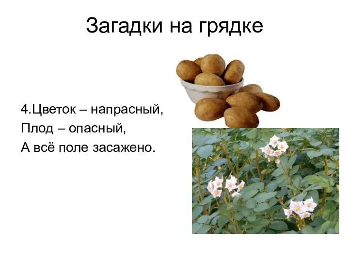 Загадки на грядке 4.Цветок – напрасный, Плод – опасный, А всё поле засажено.