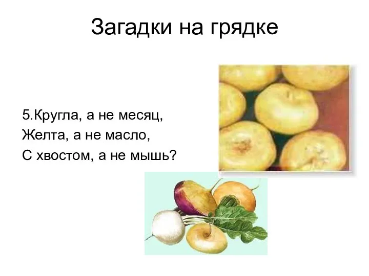 Загадки на грядке 5.Кругла, а не месяц, Желта, а не масло, С хвостом, а не мышь?