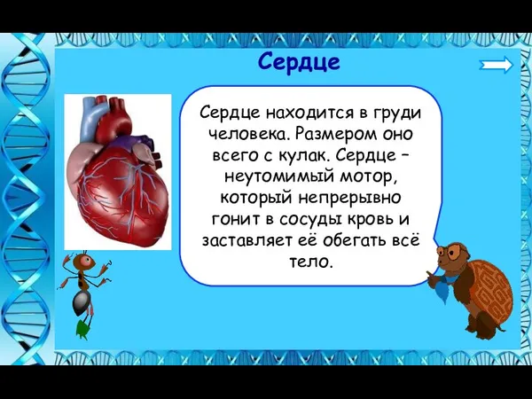 Сердце Сердце находится в груди человека. Размером оно всего с кулак. Сердце