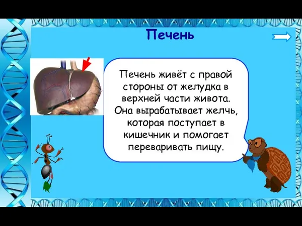 Печень Печень живёт с правой стороны от желудка в верхней части живота.