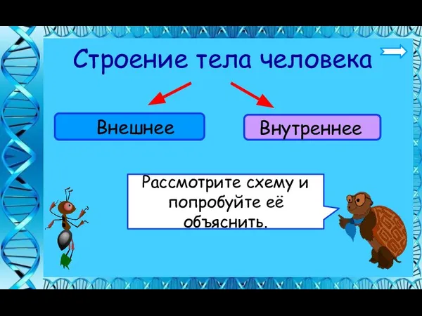 Рассмотрите схему и попробуйте её объяснить. Строение тела человека Внешнее Внутреннее