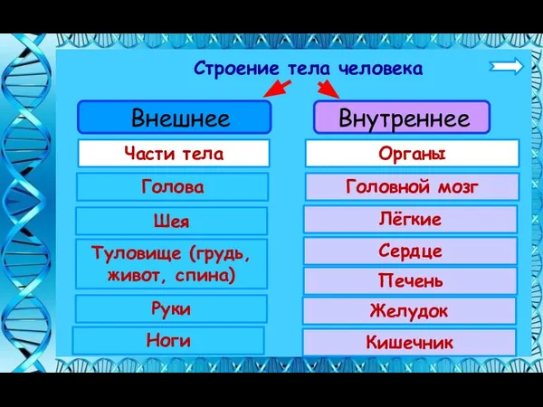 Строение тела человека Внешнее Внутреннее Части тела Органы Голова Шея Туловище (грудь,