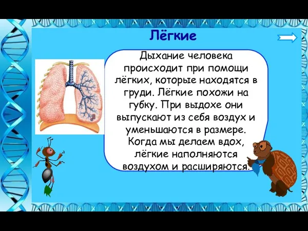 Лёгкие Дыхание человека происходит при помощи лёгких, которые находятся в груди. Лёгкие