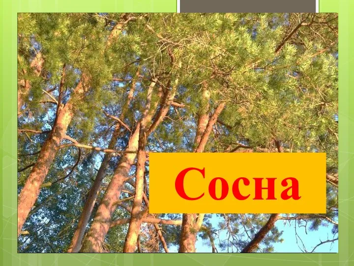 Сосна