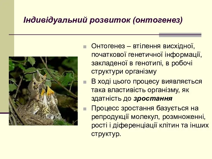 Індивідуальний розвиток (онтогенез) Онтогенез – втілення висхідної, початкової генетичної інформації, закладеної в