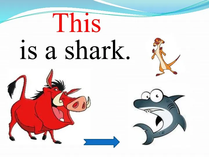 is a shark. This