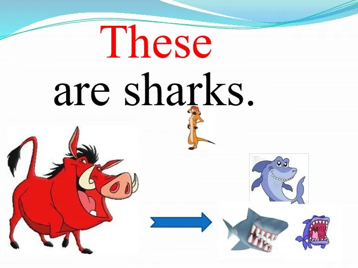 are sharks. These