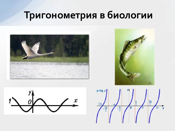 Тригонометрия в биологии