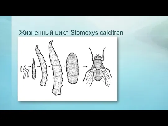 Жизненный цикл Stomoxys calcitran