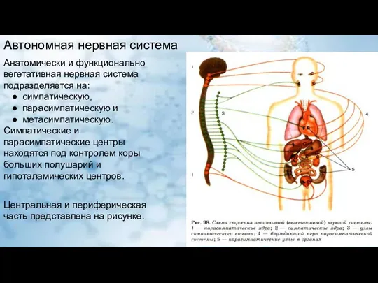 Анатомически и функционально вегетативная нервная система подразделяется на: симпатическую, парасимпатическую и метасимпатическую.