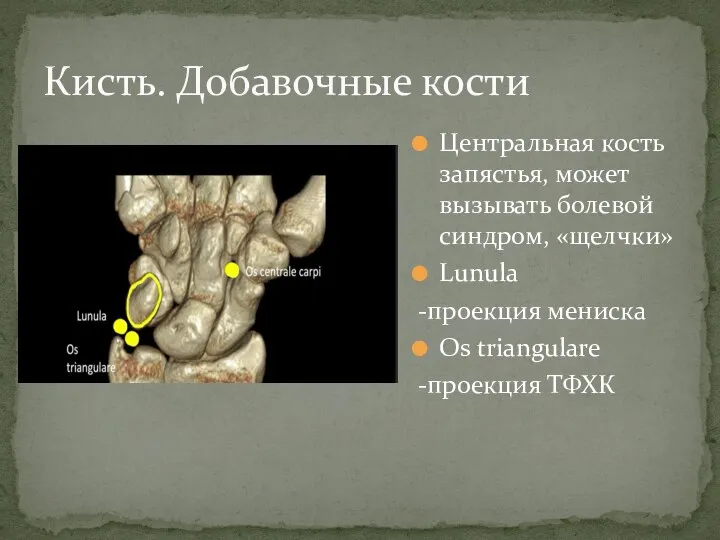 Центральная кость запястья, может вызывать болевой синдром, «щелчки» Lunula -проекция мениска Os