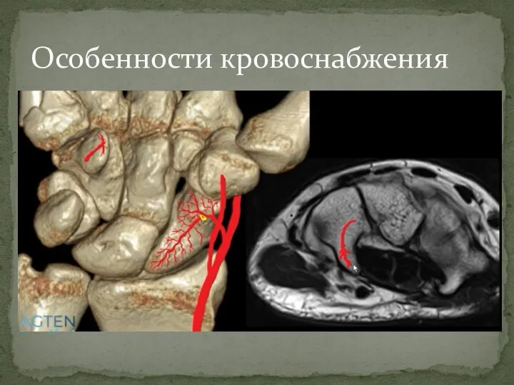 Особенности кровоснабжения