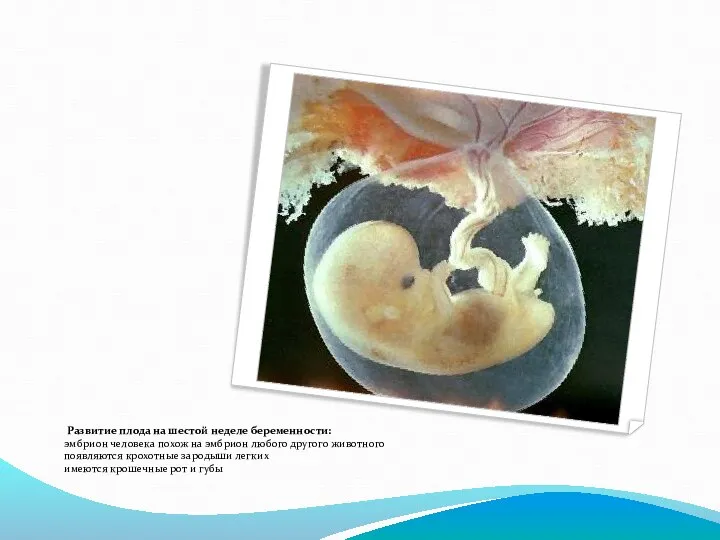 Развитие плода на шестой неделе беременности: эмбрион человека похож на эмбрион любого
