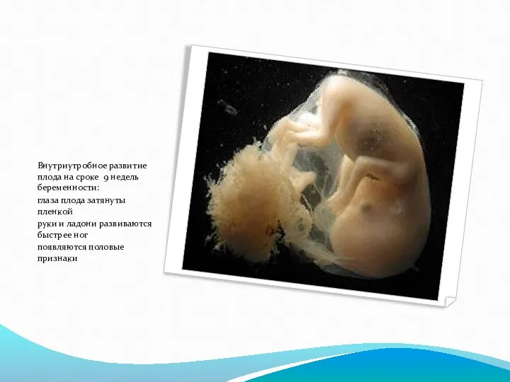 Внутриутробное развитие плода на сроке 9 недель беременности: глаза плода затянуты пленкой