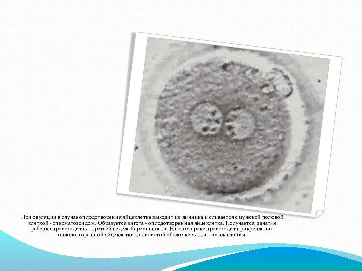 При овуляции в случае оплодотворения яйцеклетка выходит из яичника и сливается с
