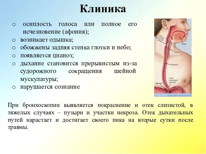 Клиника При бронхоскопии выявляется покраснение и отек слизистой, в тяжелых случаях –