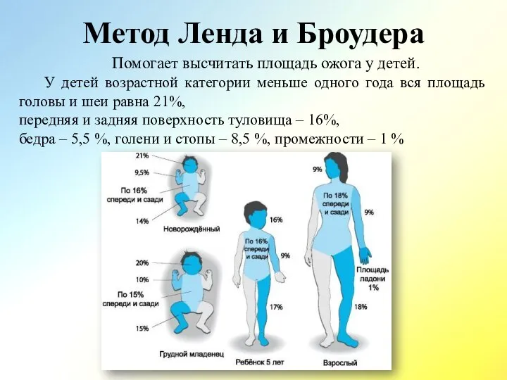 Метод Ленда и Броудера Помогает высчитать площадь ожога у детей. У детей